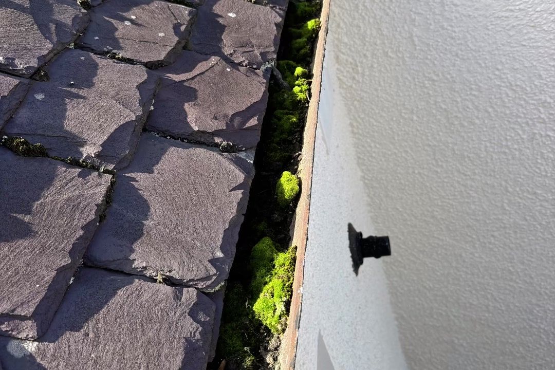 Moss growing between the slates and the gutter edge